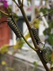 Danaus plexippus