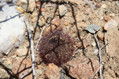 Mammillaria blossfeldiana