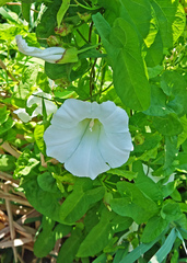 Calystegia sepium limnophila