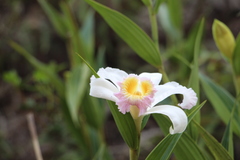 Sobralia powellii