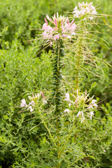 Cleome speciosa