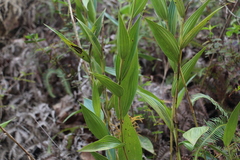 Sobralia powellii