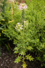 Cleome speciosa