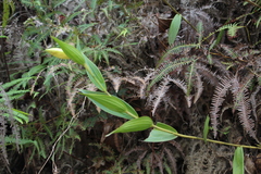 Sobralia powellii