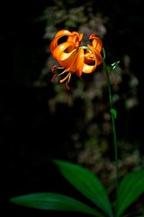 Lilium medeoloides
