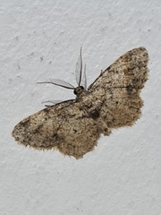 Lepidoptera