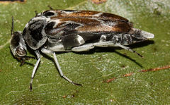 Glipa hilaris