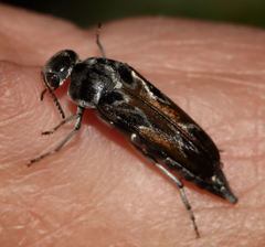 Glipa hilaris