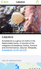 Laqueus