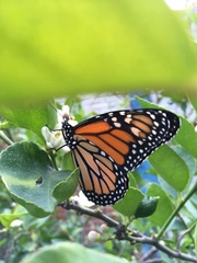 Danaus plexippus
