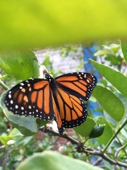 Danaus plexippus