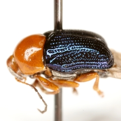 Cryptocephalus arizonensis