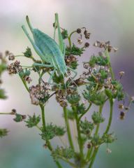 Poecilimon intermedius