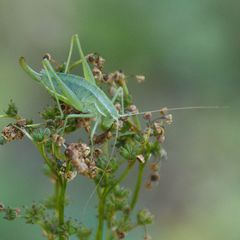 Poecilimon intermedius