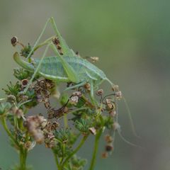 Poecilimon intermedius
