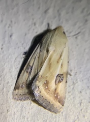 Heliothis scutuligera