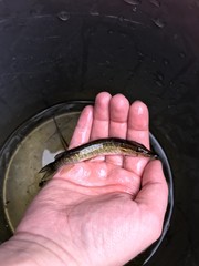 Esox americanus