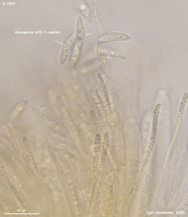 Phaeohelotium fulvidulum