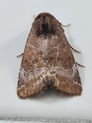 Hampsonodes mastoides