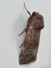 Hampsonodes mastoides