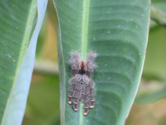 Avicularia rufa