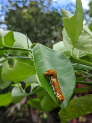 Papilio fuscus capaneus