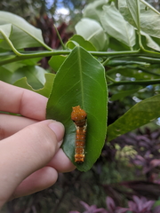Papilio fuscus capaneus