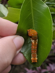 Papilio fuscus capaneus