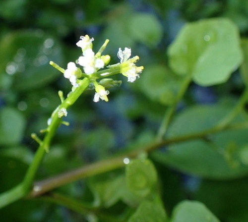 Image of Florida Yellowcress (Nasturtium floridanum) by (c) mfeaver, some rights reserved (CC BY)