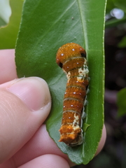 Papilio fuscus capaneus