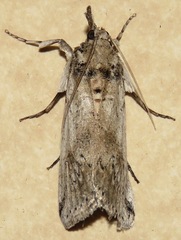 Melitara prodenialis