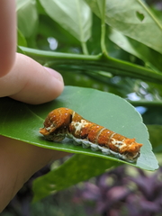 Papilio fuscus capaneus