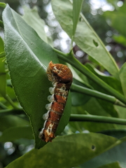 Papilio fuscus capaneus