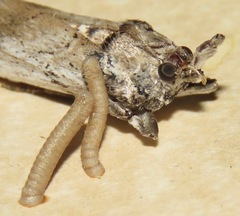 Melitara prodenialis