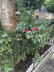 Rosa
