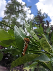 Papilio fuscus capaneus