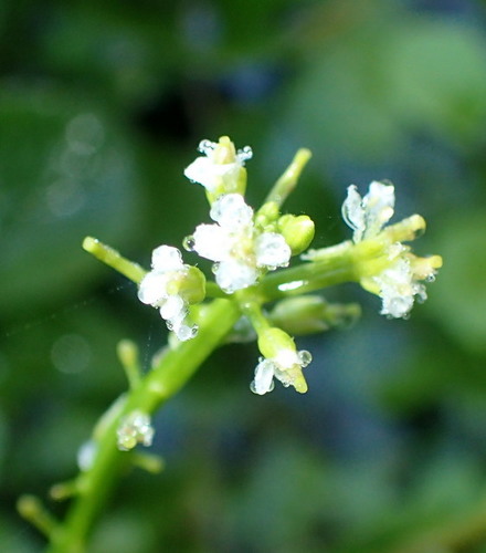 Image of Florida Yellowcress (Nasturtium floridanum) by (c) mfeaver, some rights reserved (CC BY)