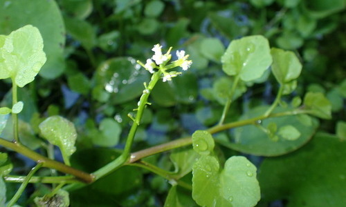 Image of Florida Yellowcress (Nasturtium floridanum) by (c) mfeaver, some rights reserved (CC BY)