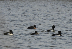 Aythya fuligula
