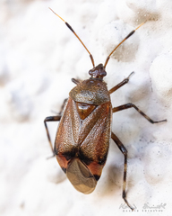 Deraeocoris olivaceus
