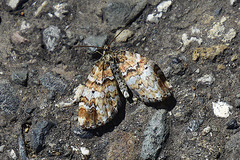 Enchoria lacteata