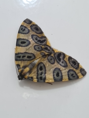 Pantherodes pardalaria