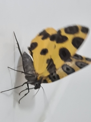 Pantherodes pardalaria