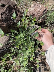 Commicarpus