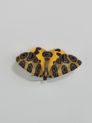 Pantherodes pardalaria