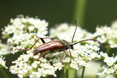 Lepturobosca chrysocoma