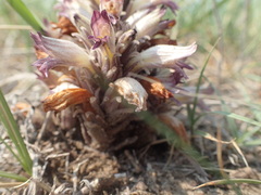 Aphyllon corymbosum mutabile
