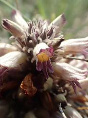 Aphyllon corymbosum mutabile