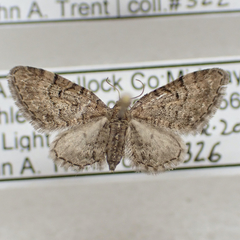 Eupithecia swettii