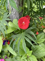 Ipomoea × multifida